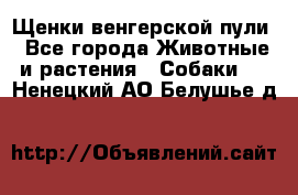 Щенки венгерской пули - Все города Животные и растения » Собаки   . Ненецкий АО,Белушье д.